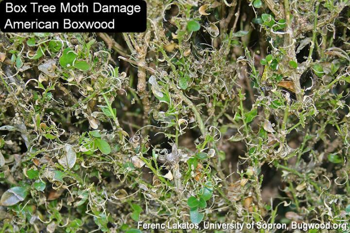 Box Tree Moth damage to bush